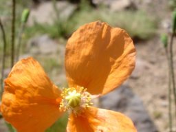 Papaver aculeatum flower